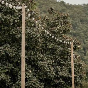 Festoon Lighting